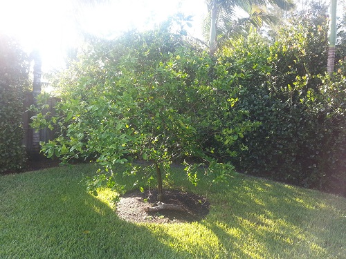 Honey Bell Tree