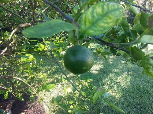 Honey Bell Tree Oranges