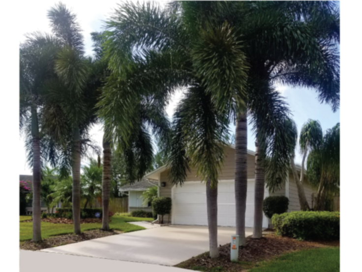 Beautiful Fox Tail Trees on Each Side of the Driveway